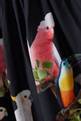 thumbnail of Bird Print Skirt in Poplin  #3